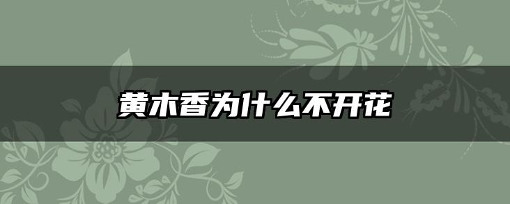 黄木香为什么不开花