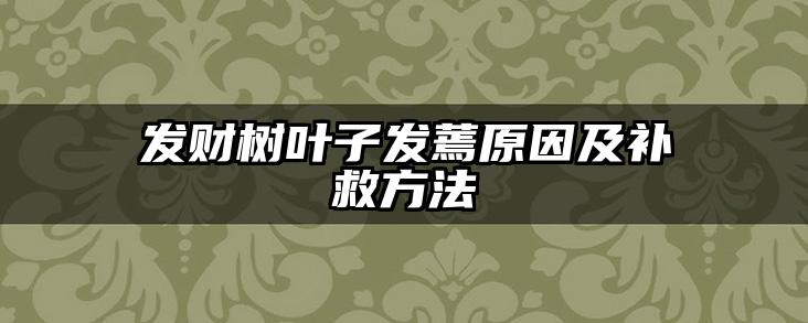 发财树叶子发蔫原因及补救方法