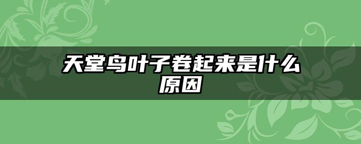 天堂鸟叶子卷起来是什么原因
