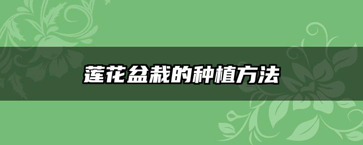 莲花盆栽的种植方法