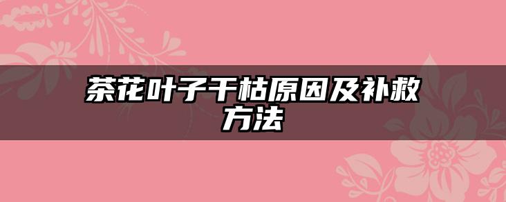 茶花叶子干枯原因及补救方法