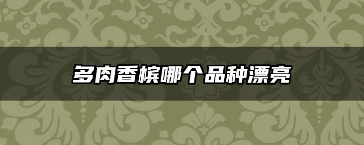 多肉香槟哪个品种漂亮