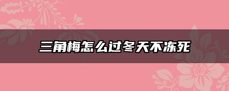 三角梅怎么过冬天不冻死
