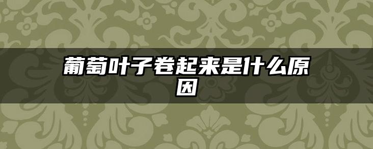 葡萄叶子卷起来是什么原因