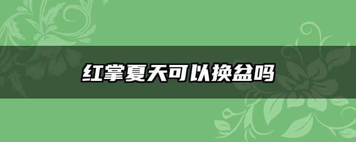 红掌夏天可以换盆吗