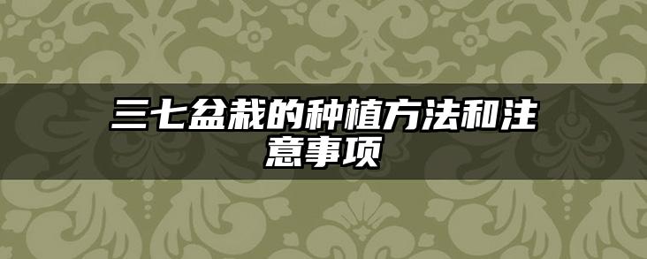 三七盆栽的种植方法和注意事项