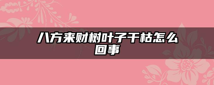 八方来财树叶子干枯怎么回事