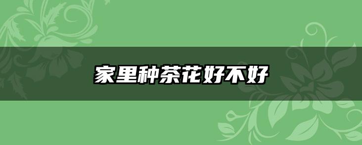 家里种茶花好不好