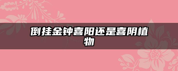 倒挂金钟喜阳还是喜阴植物