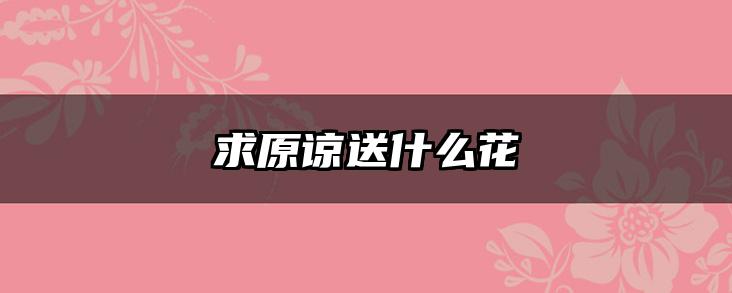 求原谅送什么花