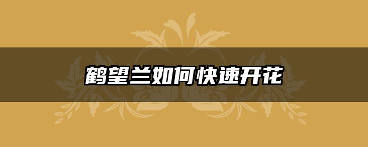 鹤望兰如何快速开花