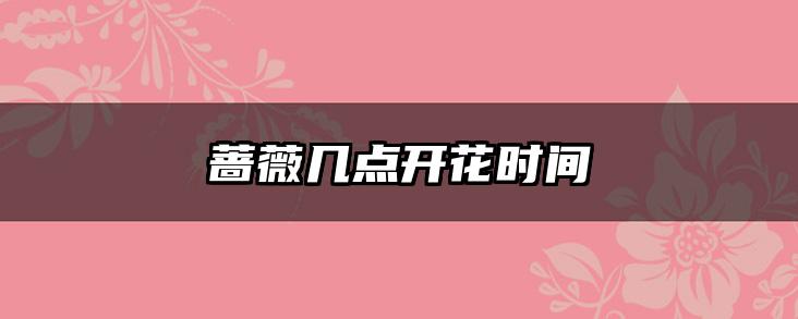 蔷薇几点开花时间