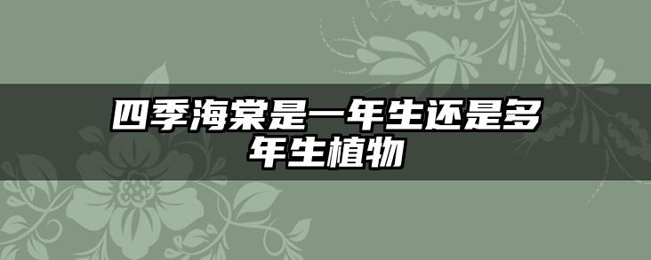四季海棠是一年生还是多年生植物