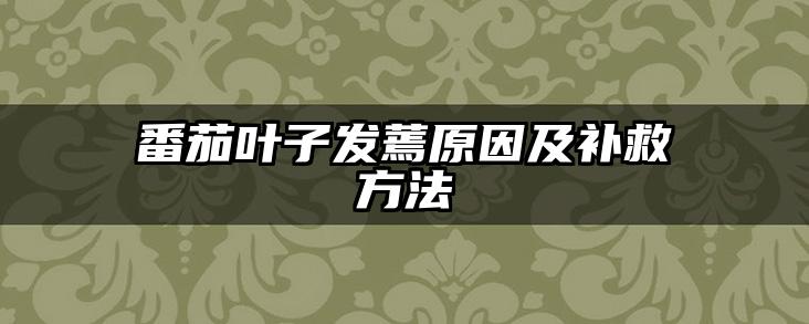 番茄叶子发蔫原因及补救方法