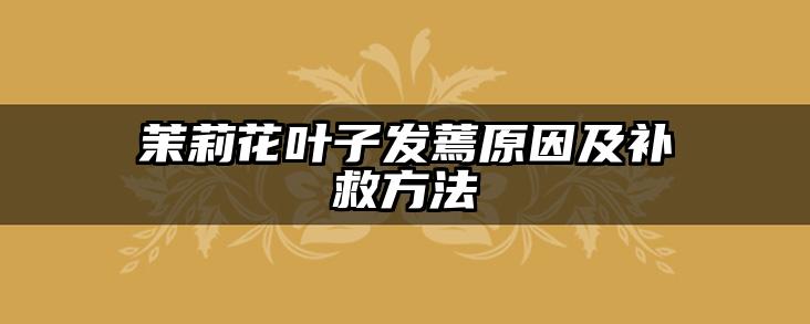 茉莉花叶子发蔫原因及补救方法