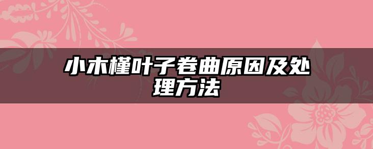 小木槿叶子卷曲原因及处理方法