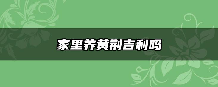 家里养黄荆吉利吗