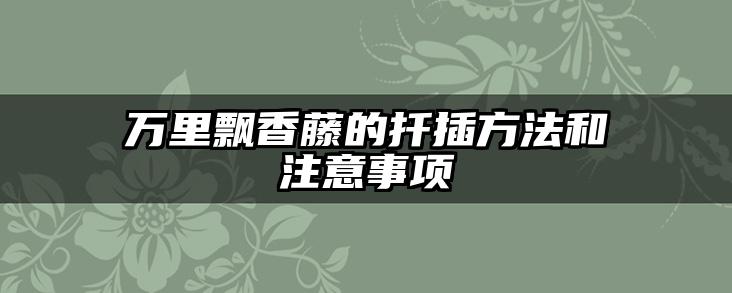 万里飘香藤的扦插方法和注意事项