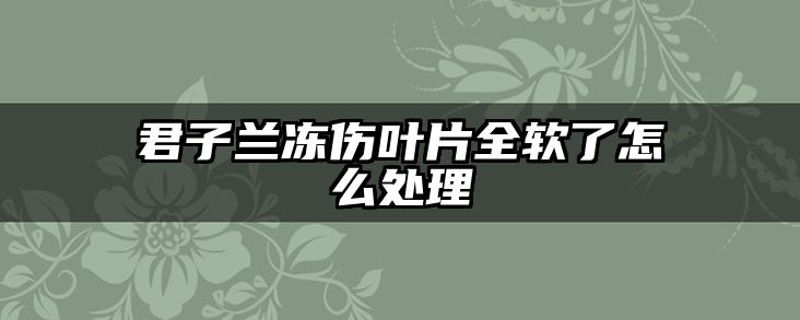 君子兰冻伤叶片全软了怎么处理