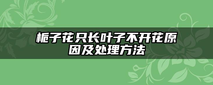 栀子花只长叶子不开花原因及处理方法