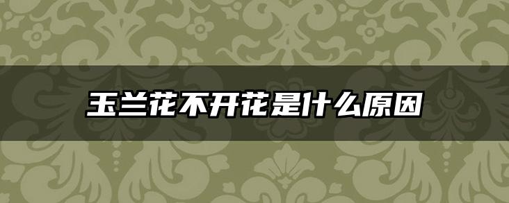 玉兰花不开花是什么原因