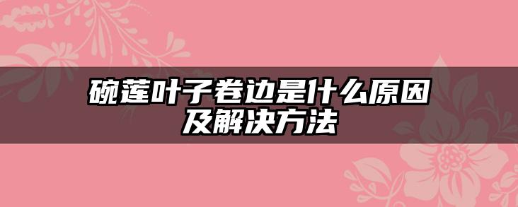 碗莲叶子卷边是什么原因及解决方法