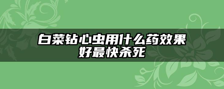白菜钻心虫用什么药效果好最快杀死