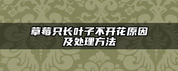 草莓只长叶子不开花原因及处理方法