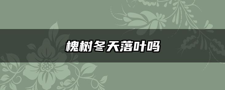 槐树冬天落叶吗