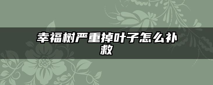 幸福树严重掉叶子怎么补救