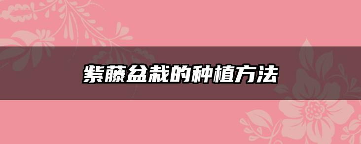紫藤盆栽的种植方法
