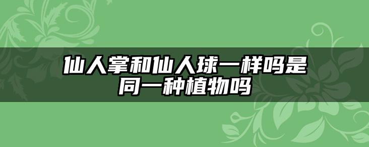 仙人掌和仙人球一样吗是同一种植物吗