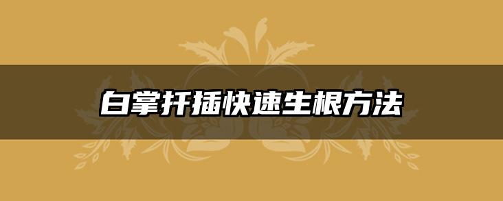 白掌扦插快速生根方法