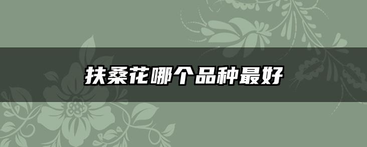 扶桑花哪个品种最好