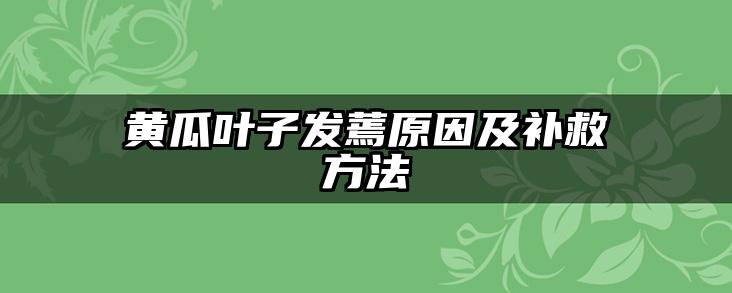 黄瓜叶子发蔫原因及补救方法