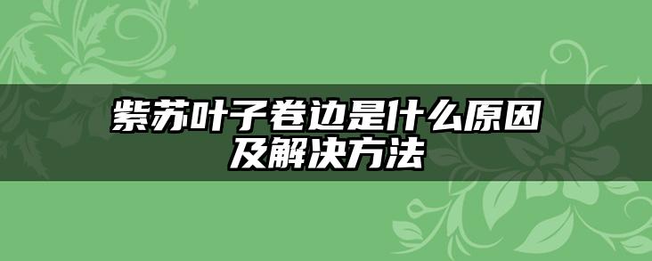 紫苏叶子卷边是什么原因及解决方法