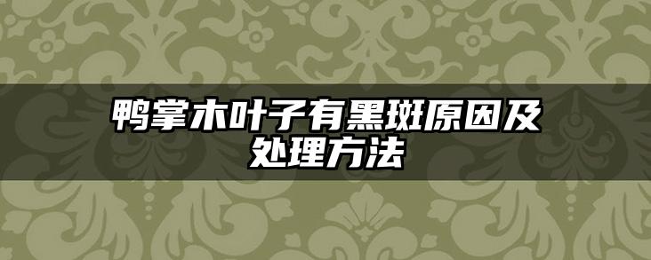 鸭掌木叶子有黑斑原因及处理方法