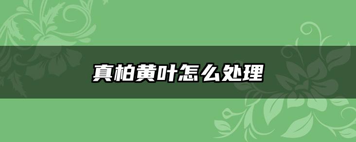 真柏黄叶怎么处理