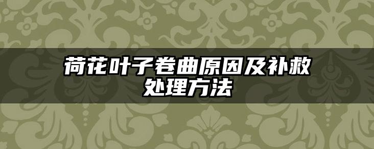 荷花叶子卷曲原因及补救处理方法