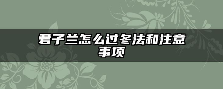 君子兰怎么过冬法和注意事项