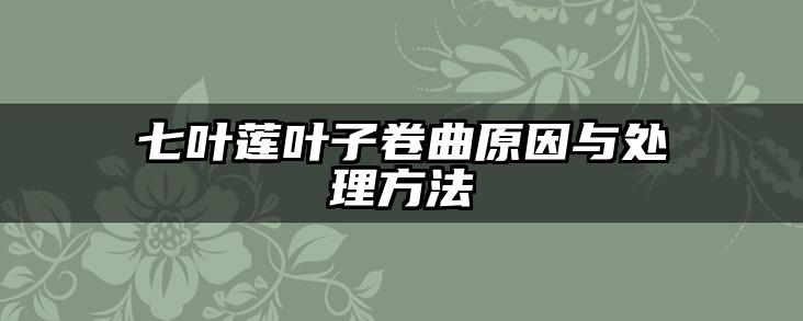 七叶莲叶子卷曲原因与处理方法