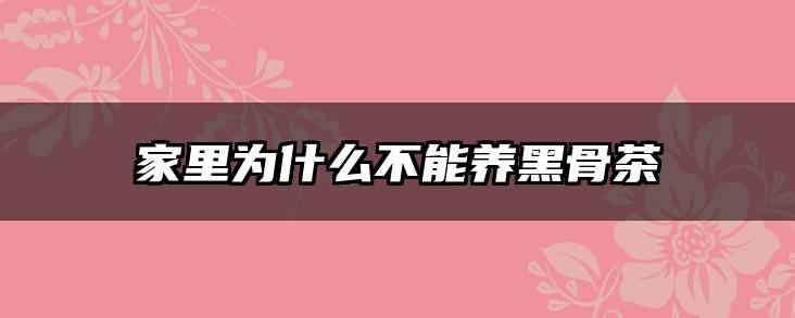 家里为什么不能养黑骨茶