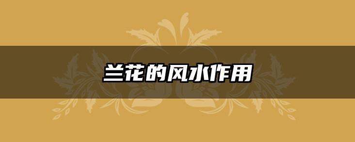 兰花的风水作用