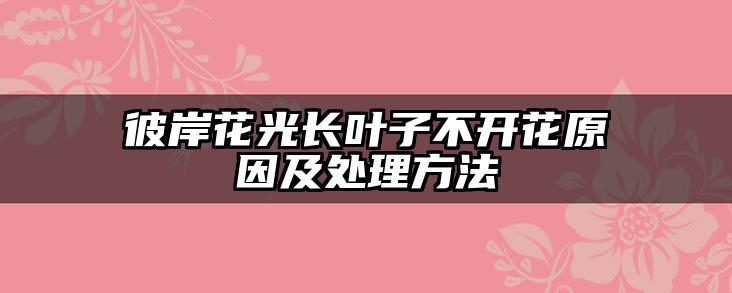 彼岸花光长叶子不开花原因及处理方法