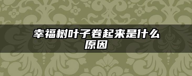 幸福树叶子卷起来是什么原因