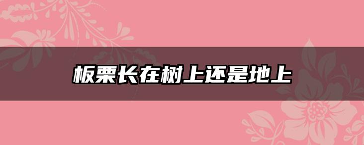 板栗长在树上还是地上