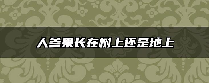 人参果长在树上还是地上