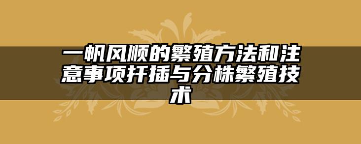 一帆风顺的繁殖方法和注意事项扦插与分株繁殖技术