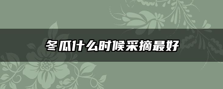 冬瓜什么时候采摘最好