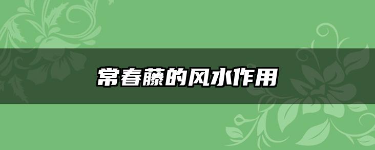 常春藤的风水作用